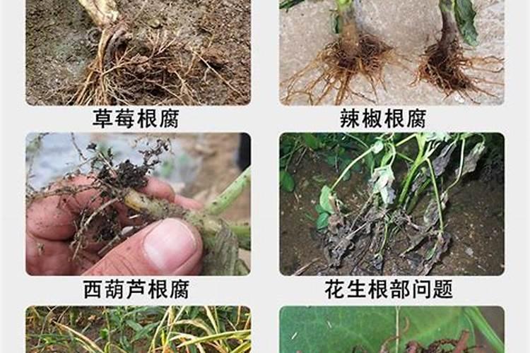 小麦干尖黄叶怎么治疗