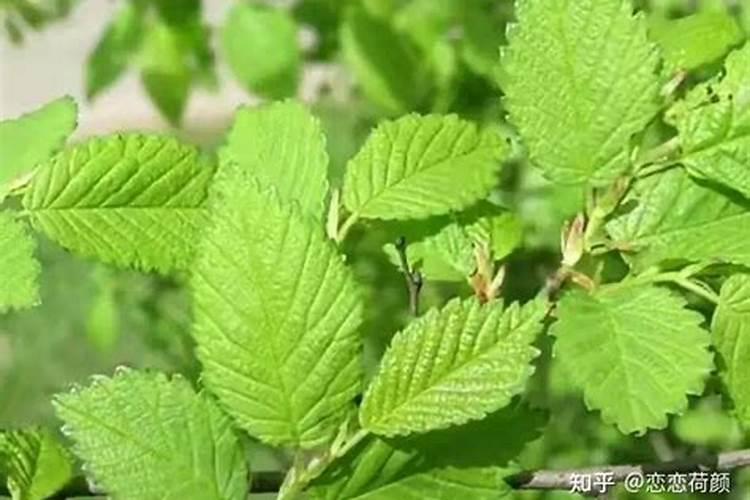 苦参碱可以和叶面肥和用吗？