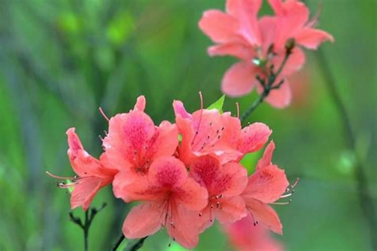 杜鹃花怎么施肥