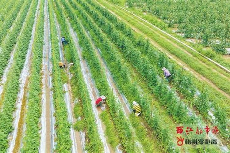 广西梧州特产有哪些