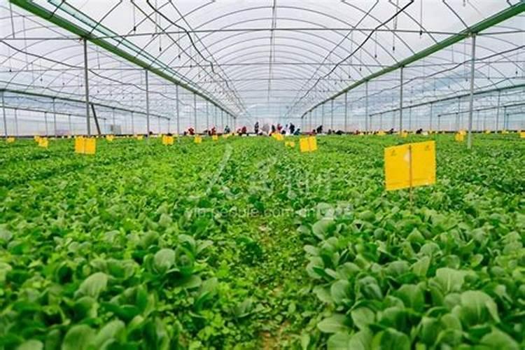 瓜果蔬菜喷叶面肥有什么好处