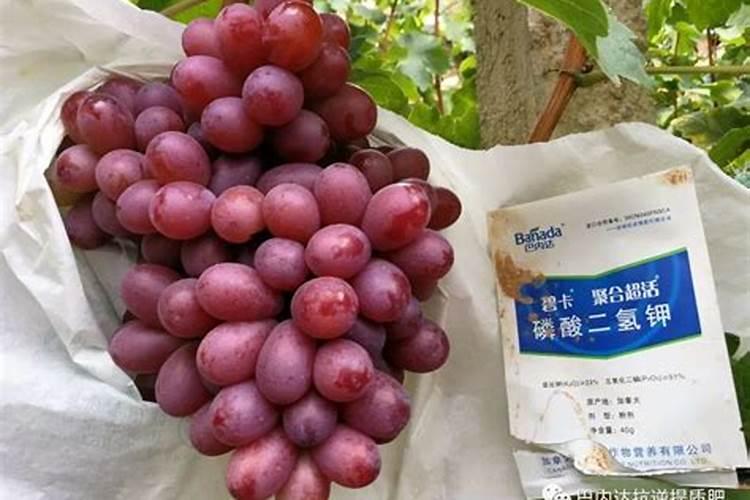 黄瓜不同生长期如何施肥