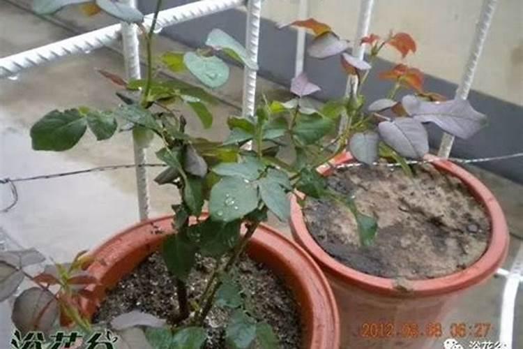 月季花的叶子得了白粉病,怎样治？