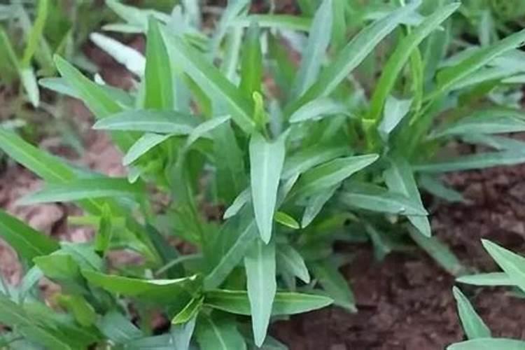 空心菜多久施一次肥 需要什么肥料