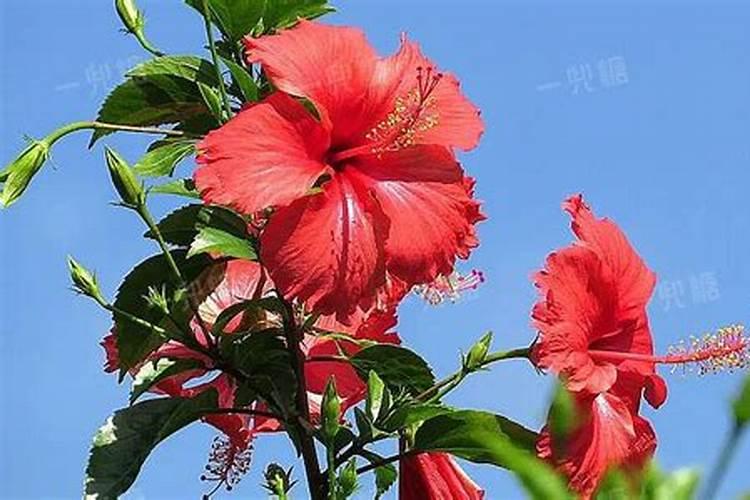 扶桑花有花苞了怎么养护 哪些因素比较重要