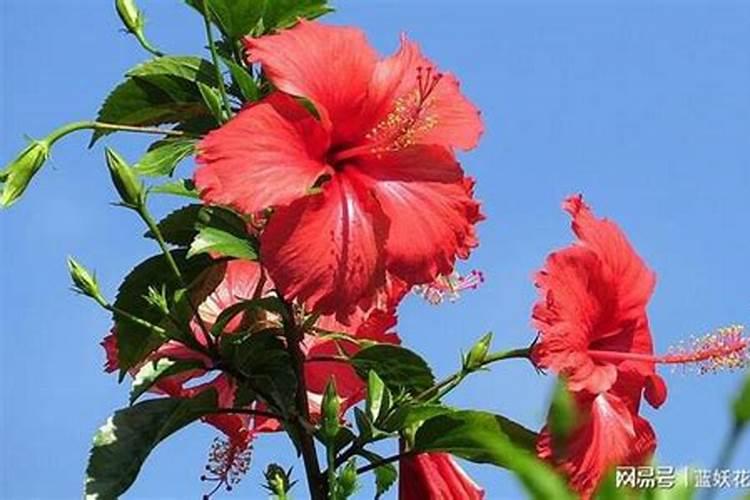 扶桑花施什么肥最好