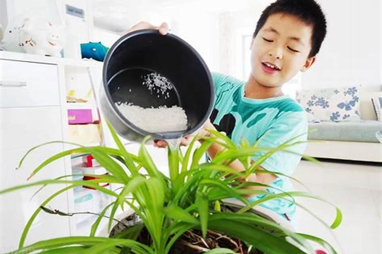 生菜为什么会苦 是这几个原因