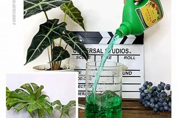 植物营养液怎么用