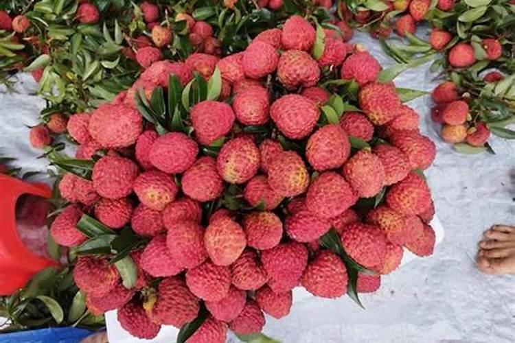 荔枝开花施什么肥