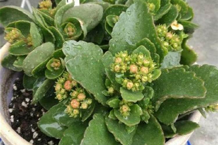 生菜阳台怎么种植方法