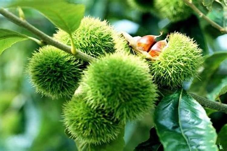 板栗树用什么肥料最好？