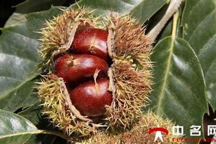 板栗树最好的肥料是什么？