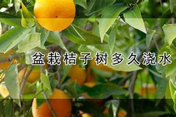 桔子树施什么肥料好