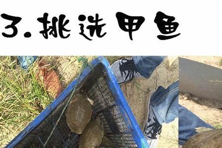 鱼蛋白放多了会烧根吗