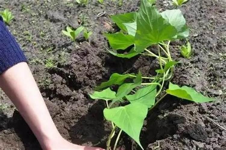 红薯光长叶子,果实却很小