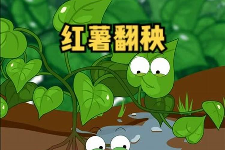 红薯光长叶子,果实却很小