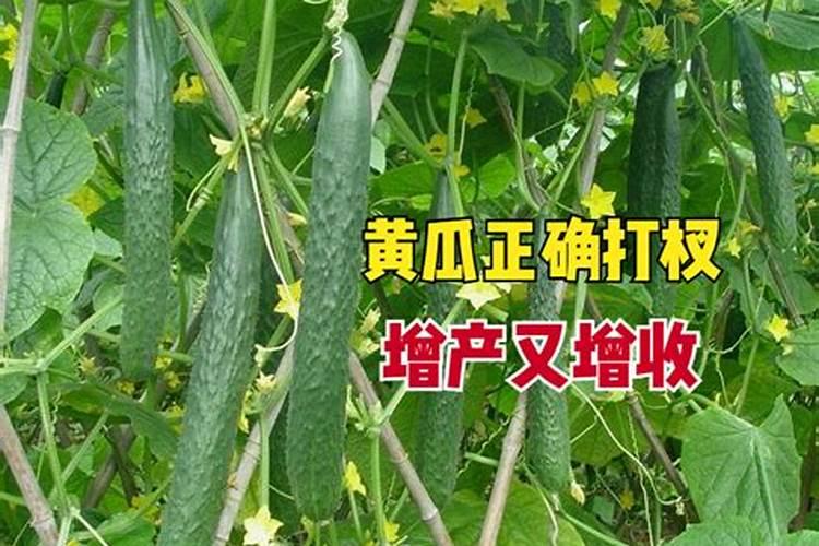 硼在种黄瓜时怎样使用？