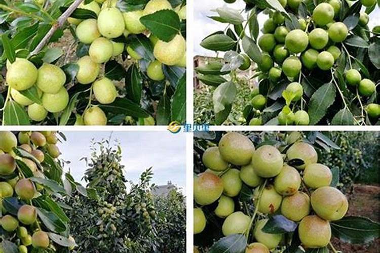 为什么每年要给枣树施肥？什么时期施肥最好