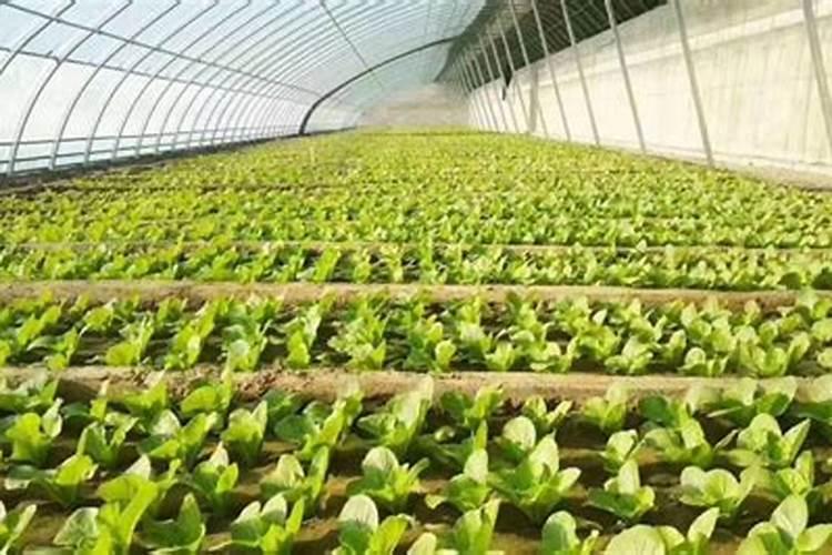 蔬菜该怎么施用氮肥效果才会最好