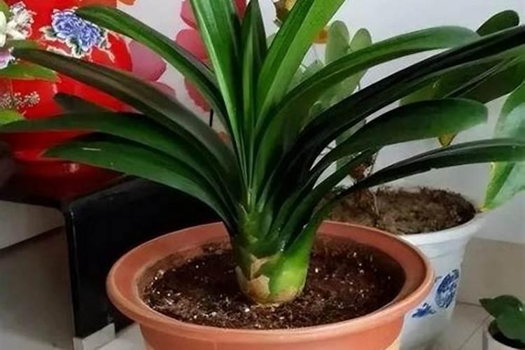 春天石榴树不发芽 枝干全干了