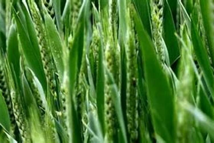 小麦打过除草剂几天可以打叶面肥