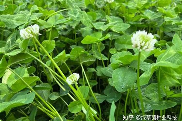 白三叶护坡种植应该怎么办？白三叶可以作为绿肥使用吗？