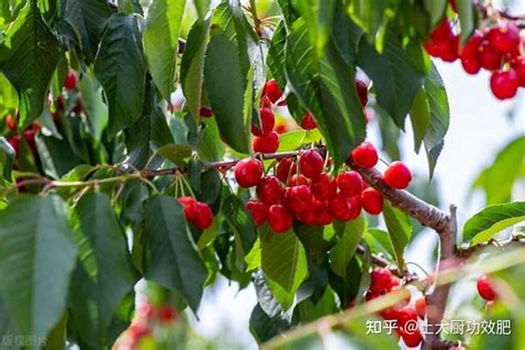 冲施肥什么时间用好