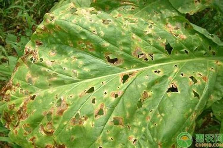 烟灰可以当肥料养花吗