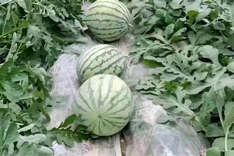 西瓜种植具体步骤