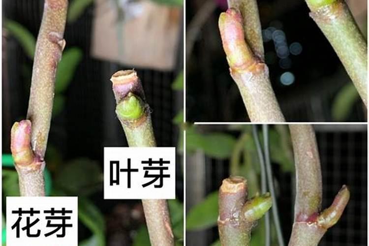 页面打黄瓜叶面打钙肥是上午打还是下午打好？