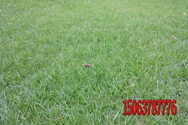 草子发芽后施什么肥料