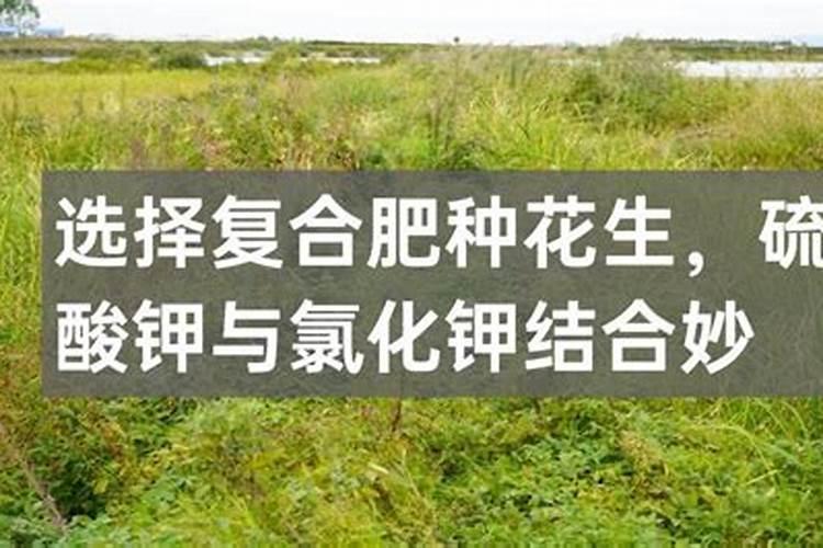 花生底肥如何选择？硫酸钾和氯化钾哪个更合适？