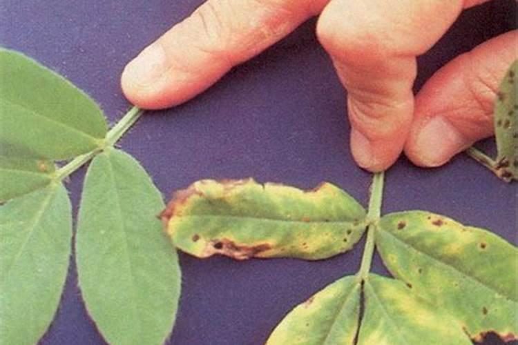 植物缺磷怎么补救