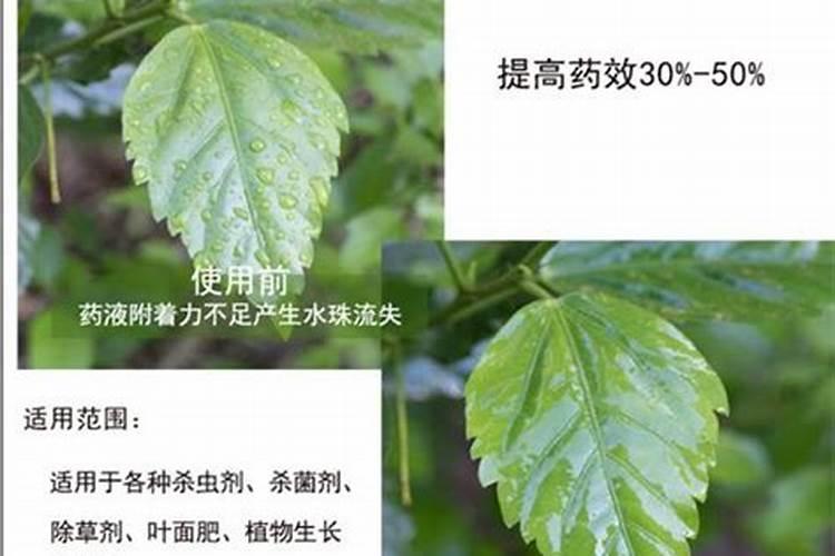芸苔素除草剂渗透剂玉米叶面肥能一起打吗？