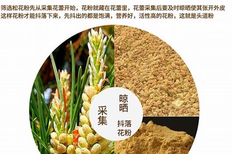 松花粉的价格是多少钱一斤
