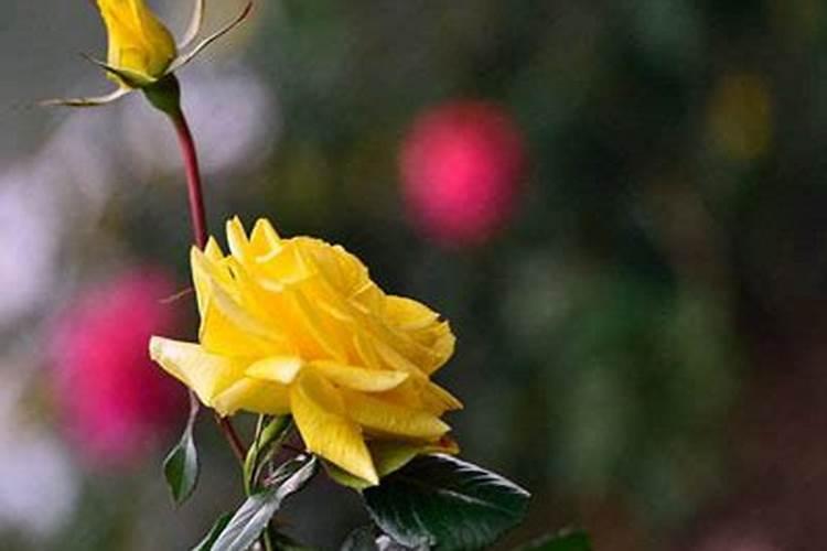 玫瑰花怎么施肥,玫瑰花施氮磷钾肥最为合适