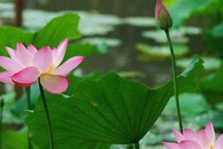 荷花需要什么肥料