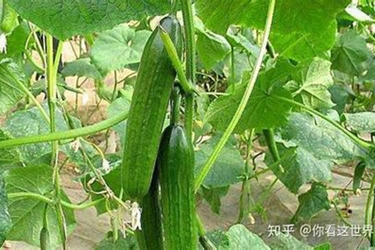 黄瓜喷白醋的最佳水比例是多少？