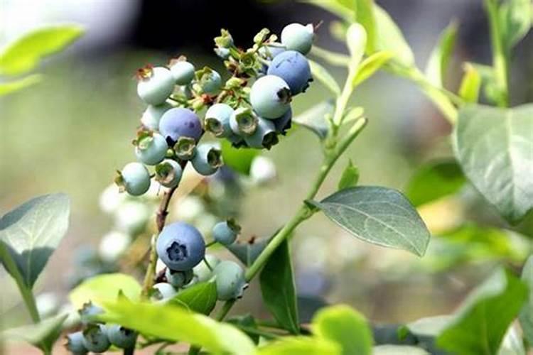 蓝莓喜欢什么土壤和肥料