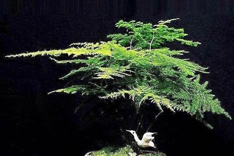 文竹喜欢什么肥料