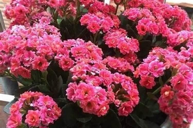 给长寿花施什么肥花开爆盆