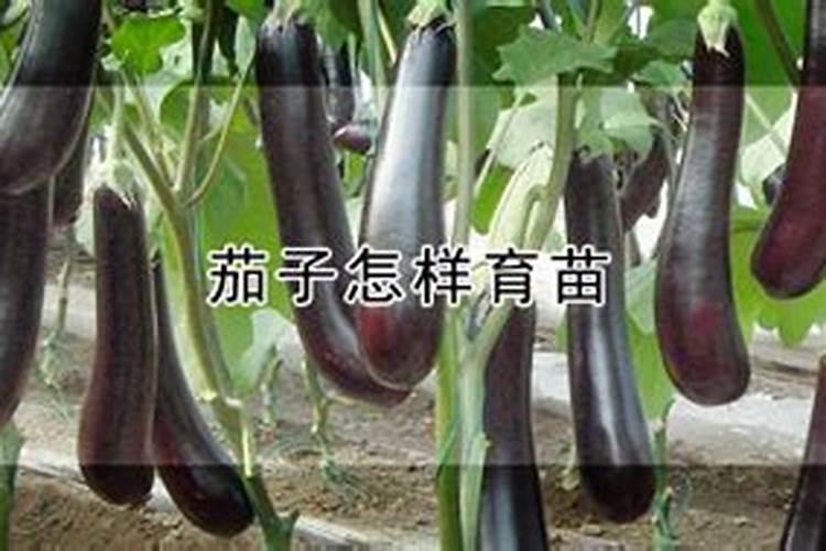 茄子冲什么肥长的快