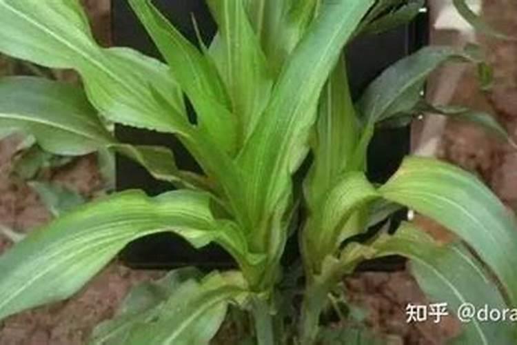 玉米缺肥什么表现？