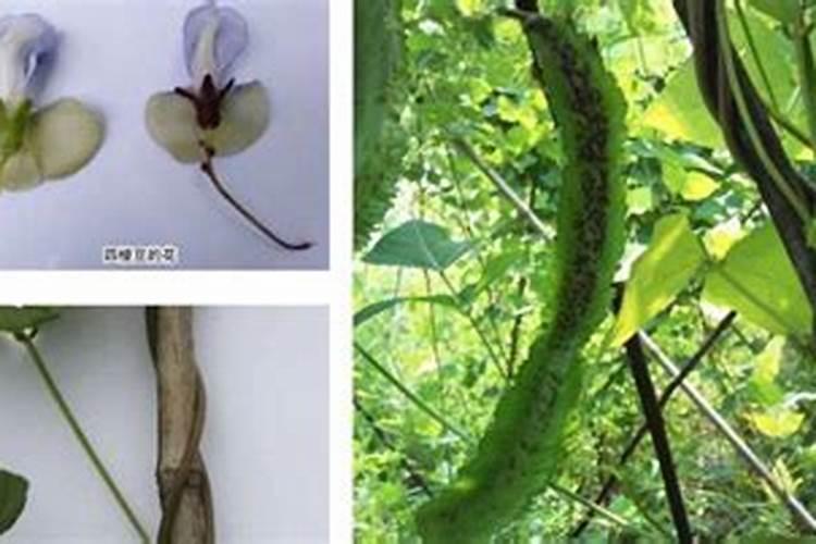 豆角施肥的正确方法豆角虫害防治