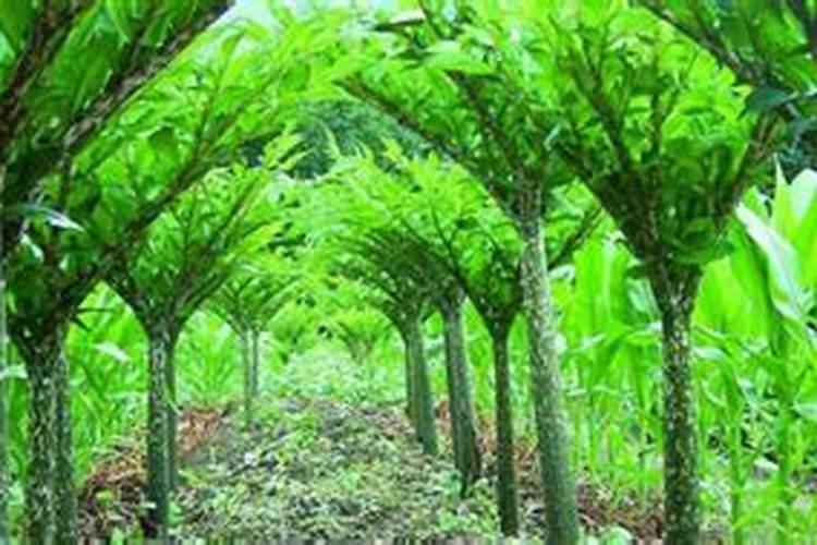 广西二代花魔芋种植的步骤和方法