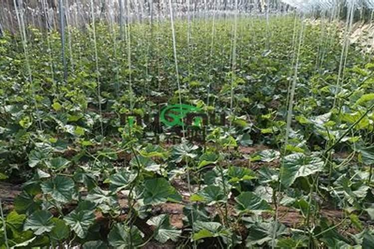 不管种植青萝卜、白萝卜还是红萝卜,肥料这样用,高产又好吃