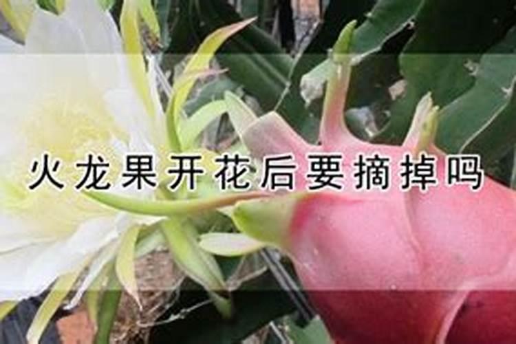 火龙果施什么肥最好 火龙果的施肥要点