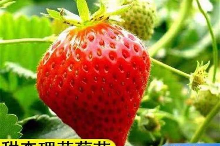 草莓苗各阶段需要下什么肥料 ？？