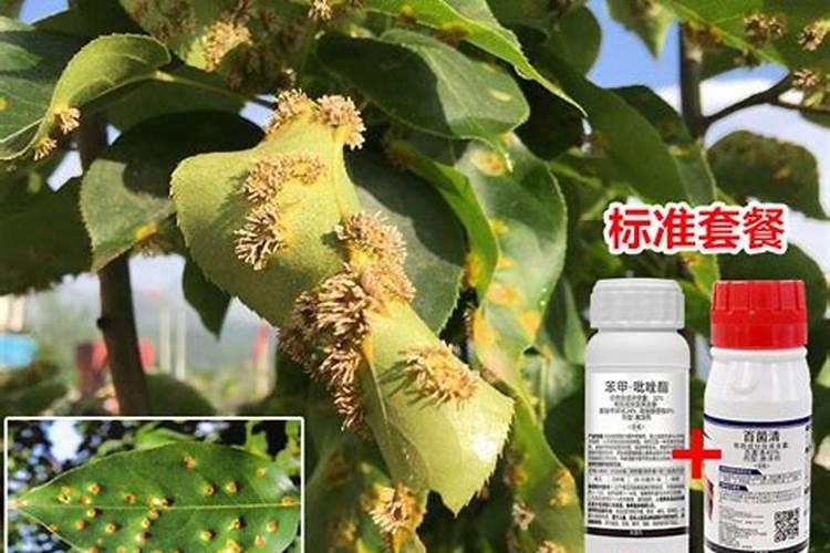 梨树一年总共打几遍药