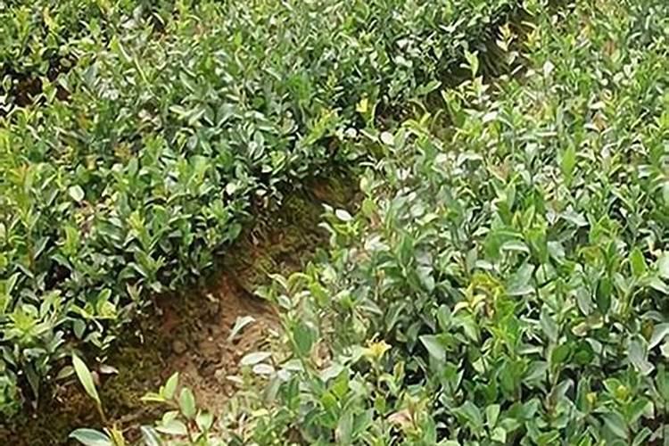 油茶树应该是什么肥料？哪些阶段需要施肥？